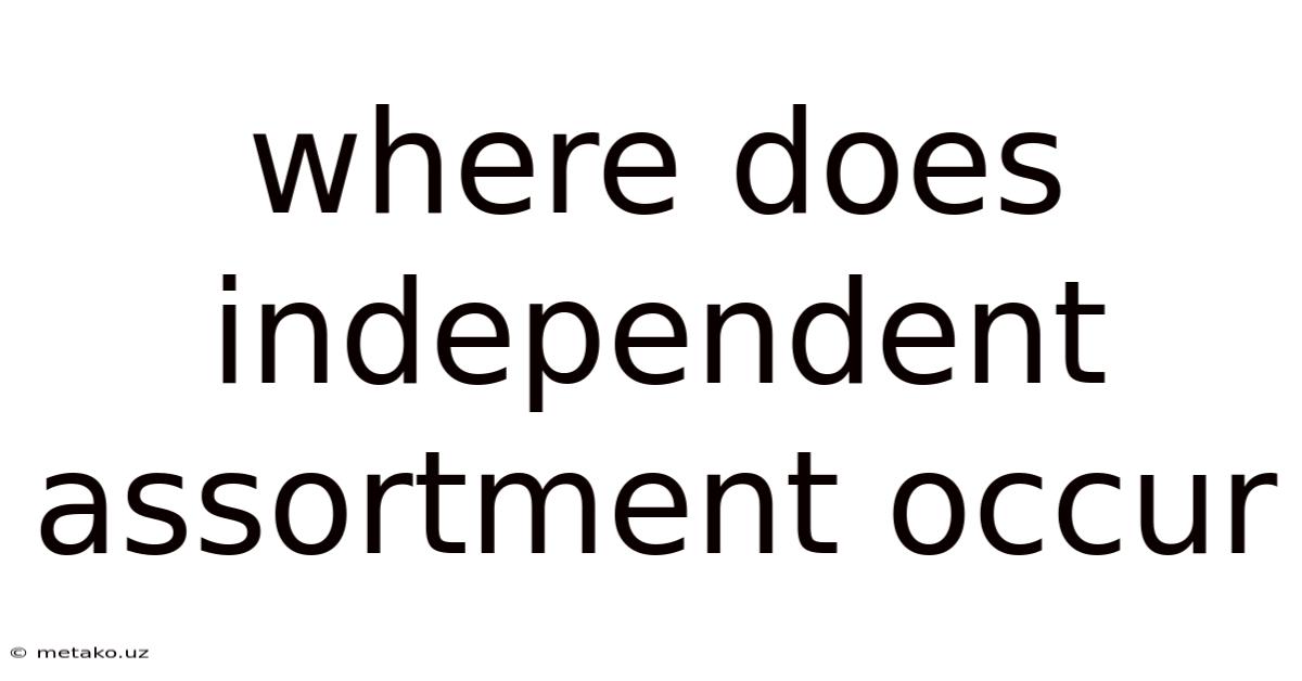Where Does Independent Assortment Occur