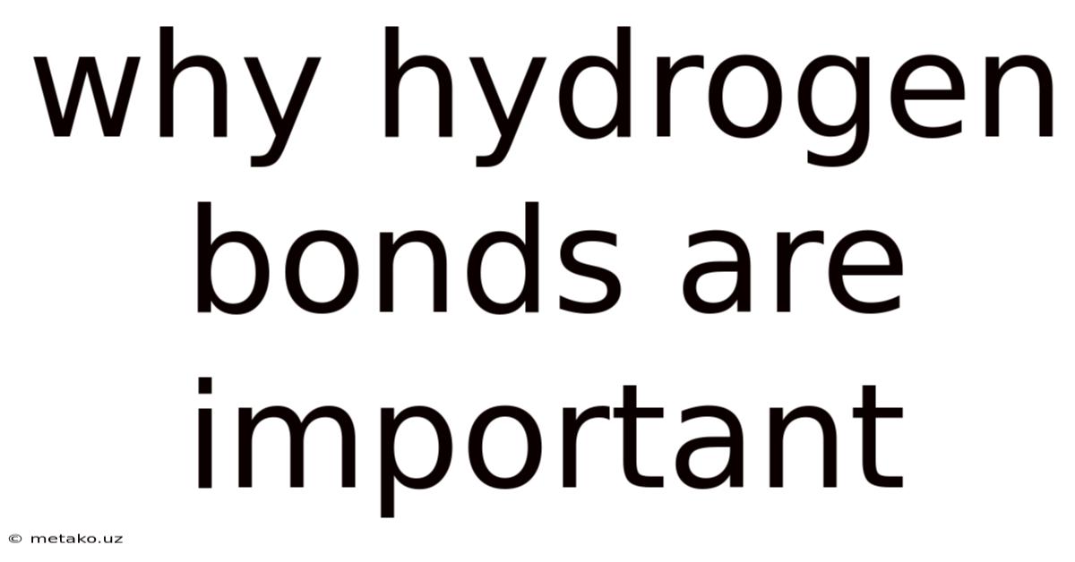 Why Hydrogen Bonds Are Important