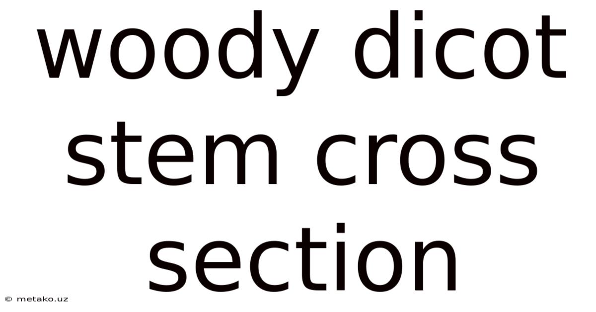 Woody Dicot Stem Cross Section